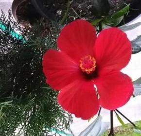 Guest House Kobuleti
